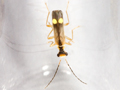 Malthinus seriepunctatus